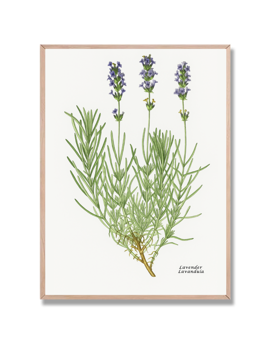 Planta Lavanda