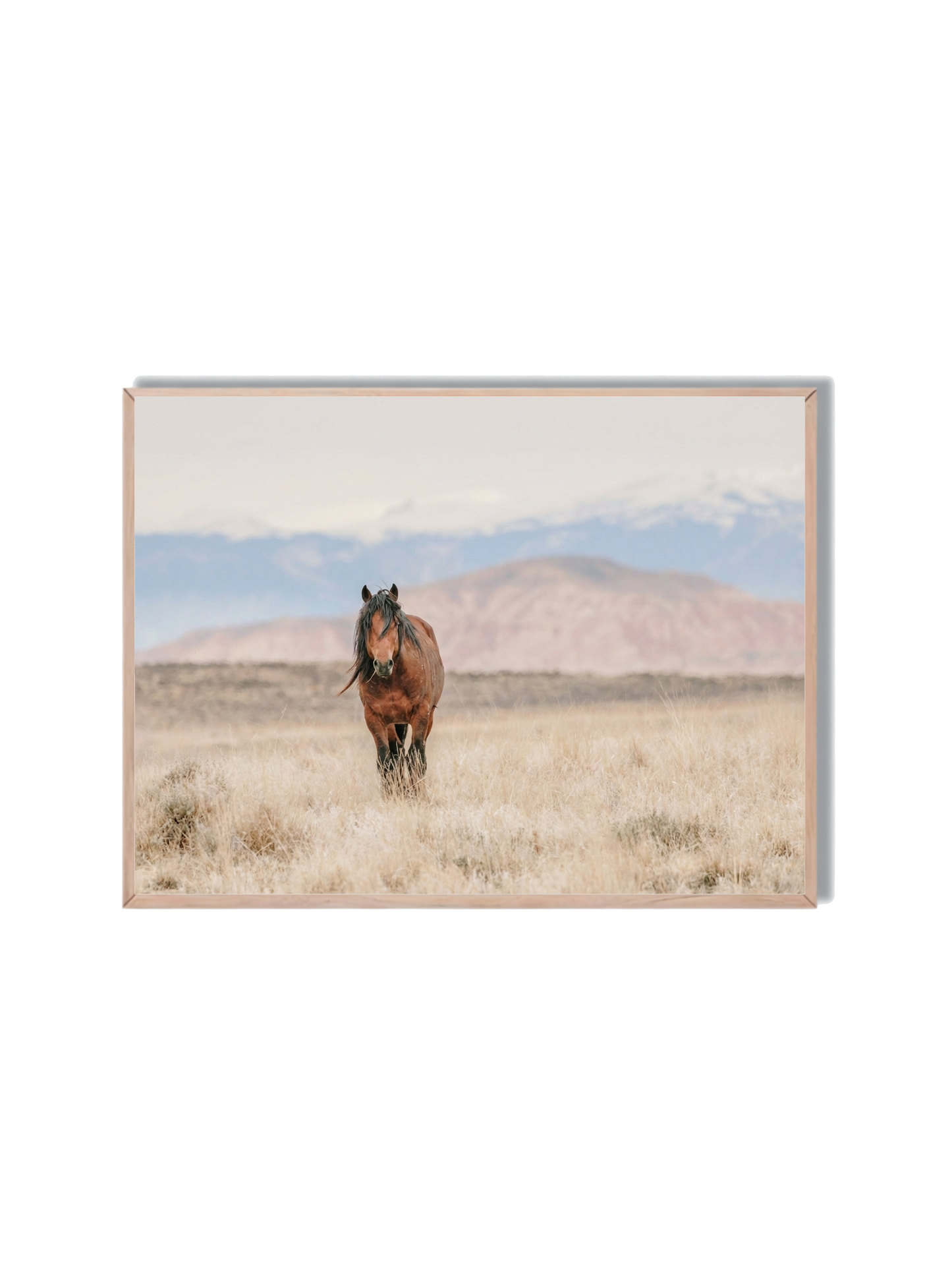 Caballo Salvaje Montaña