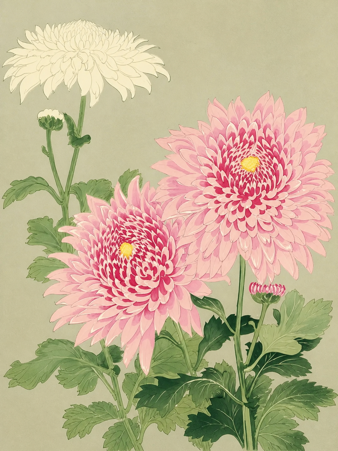 Crisantemos Rosas Japoneses