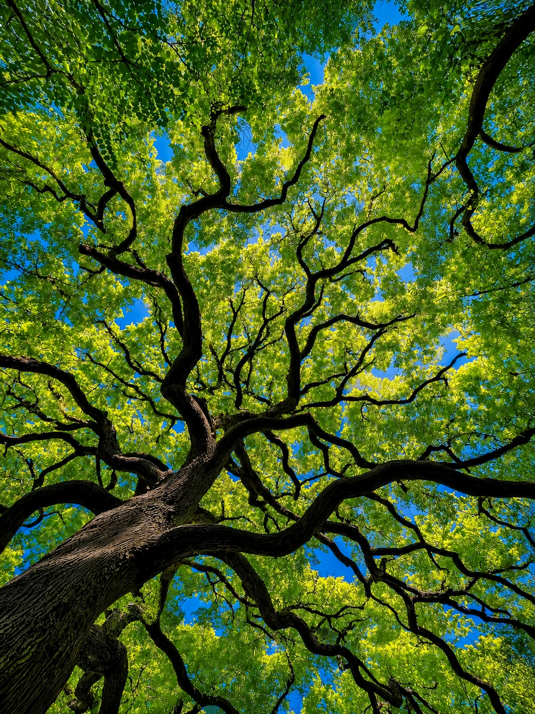 Copa de Árbol