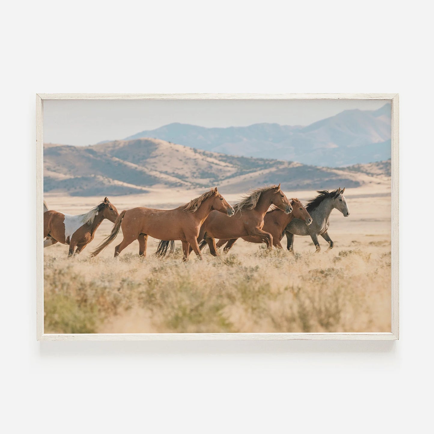 Caballo 5