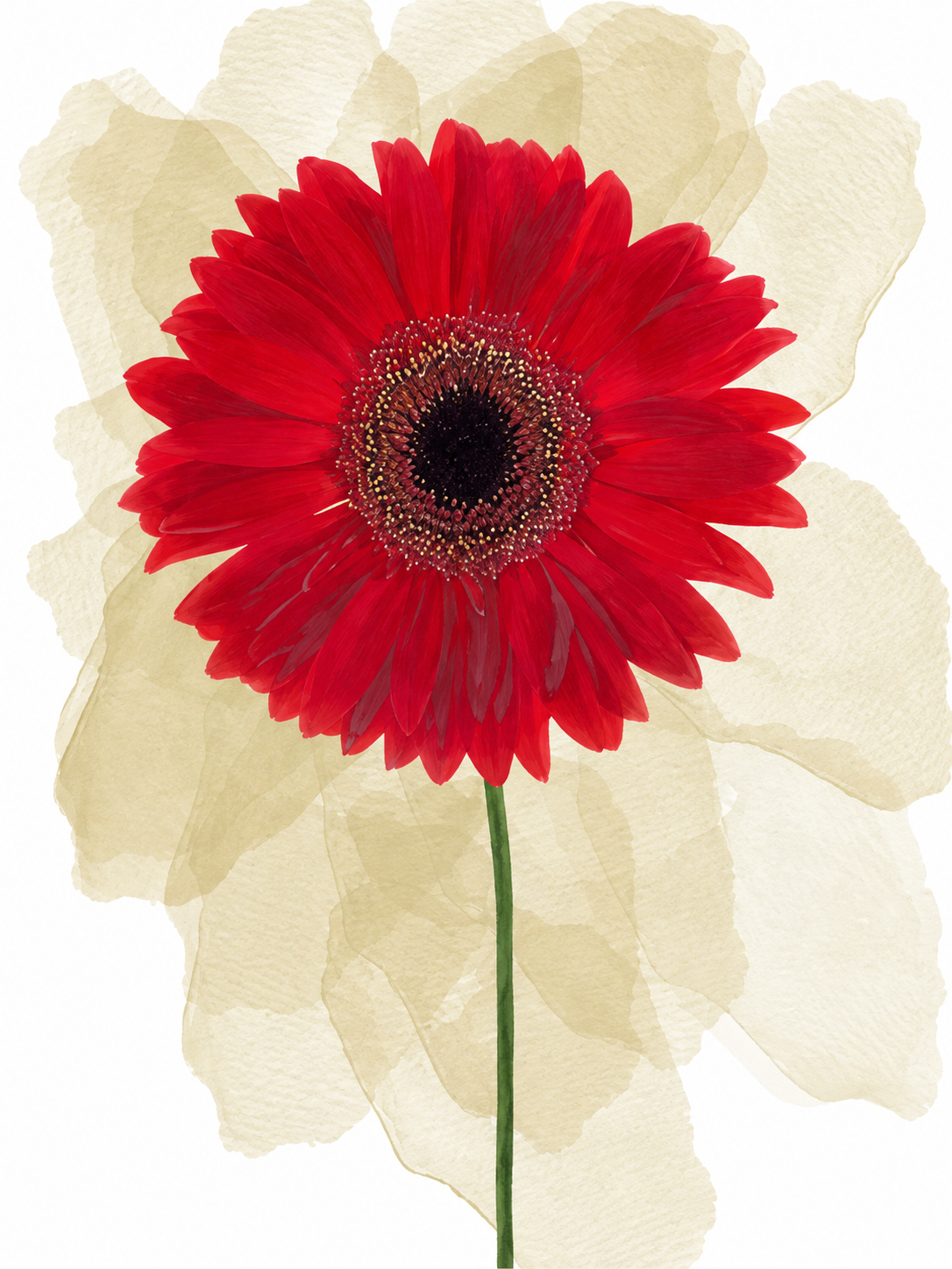 Gerbera Roja 005