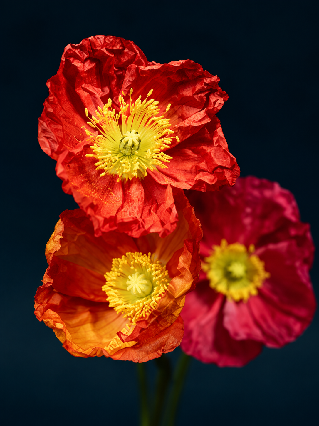 Amapolas Rojas 028