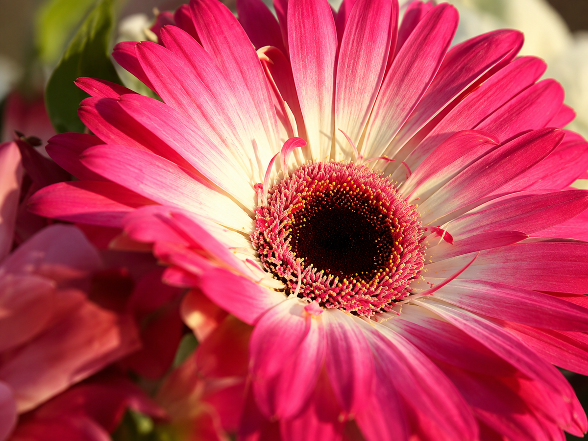 Flores Rosadas 231