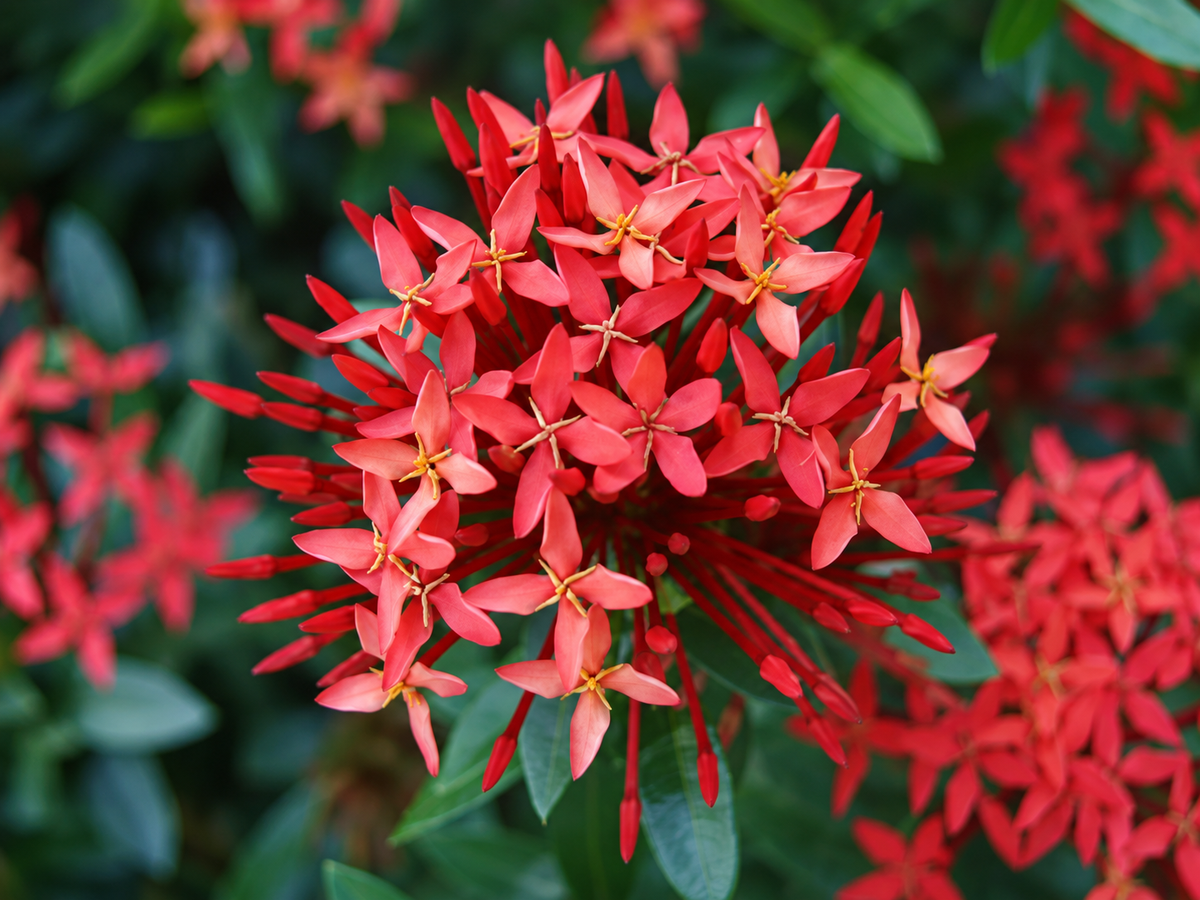 Flores Nocturnas 316