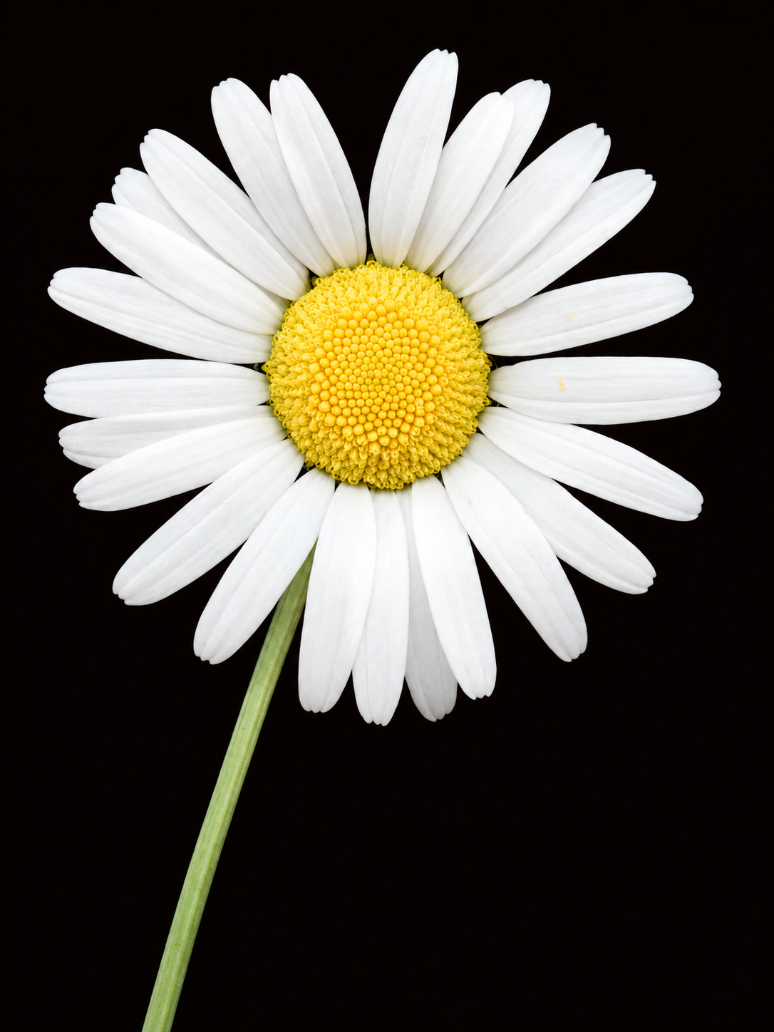 Flores Nocturnas 345