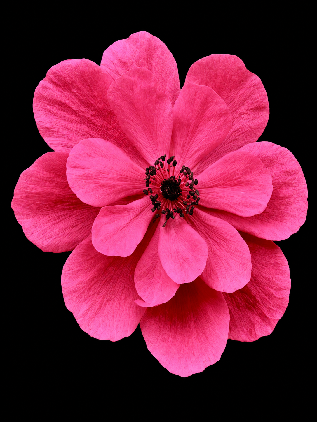 Flores Nocturnas 356