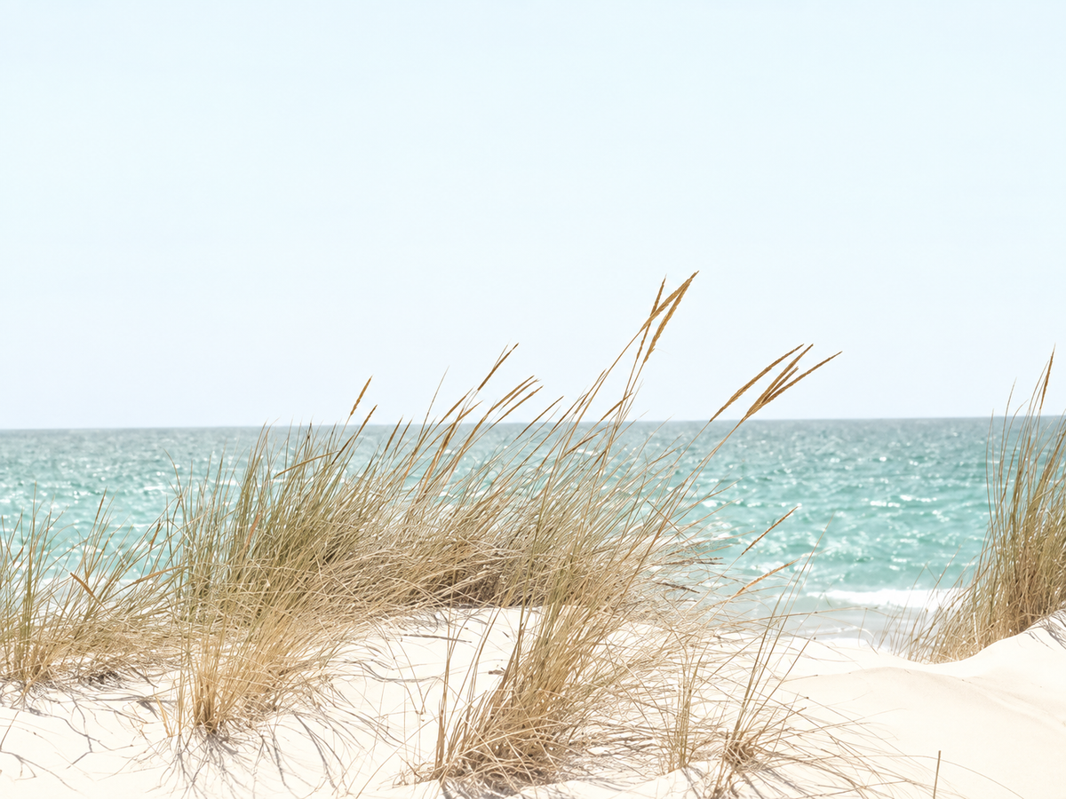 Dunas junto al Mar
