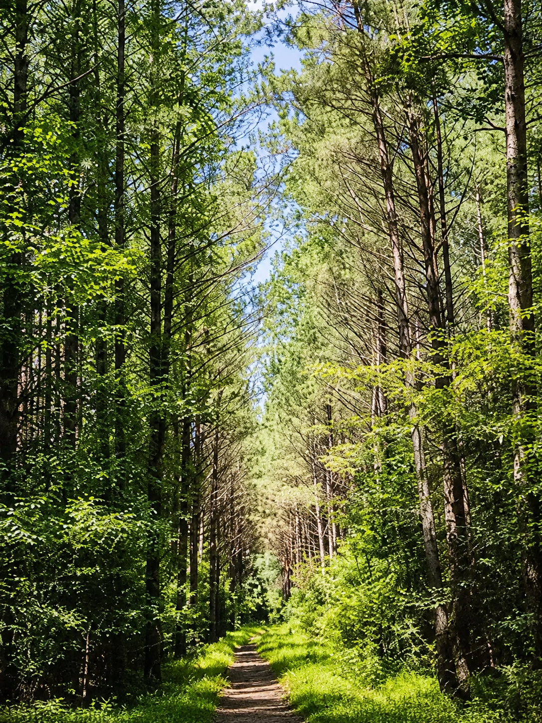 Bosque de Pinos
