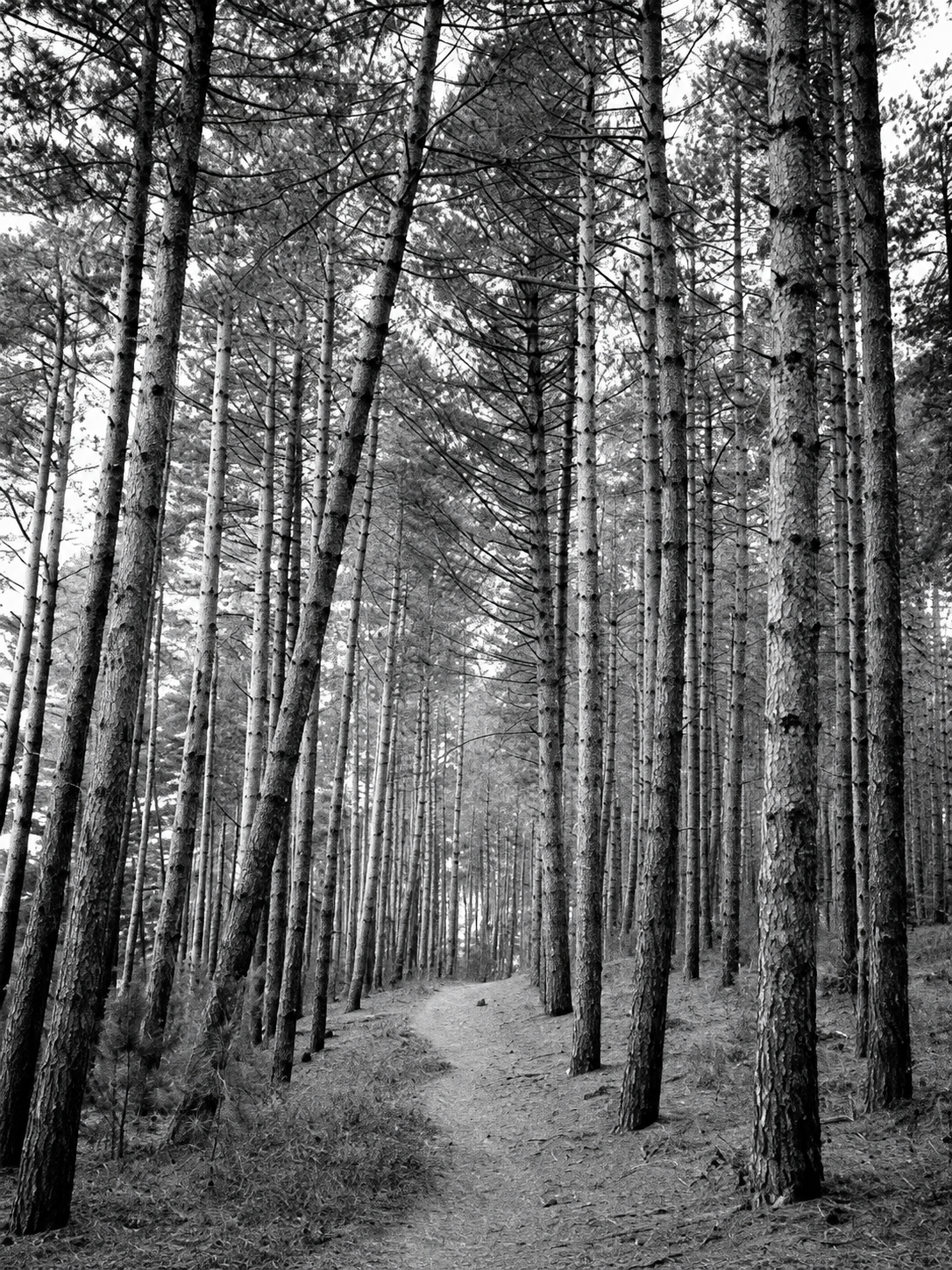 Bosque de Pinos en Blanco y Negro