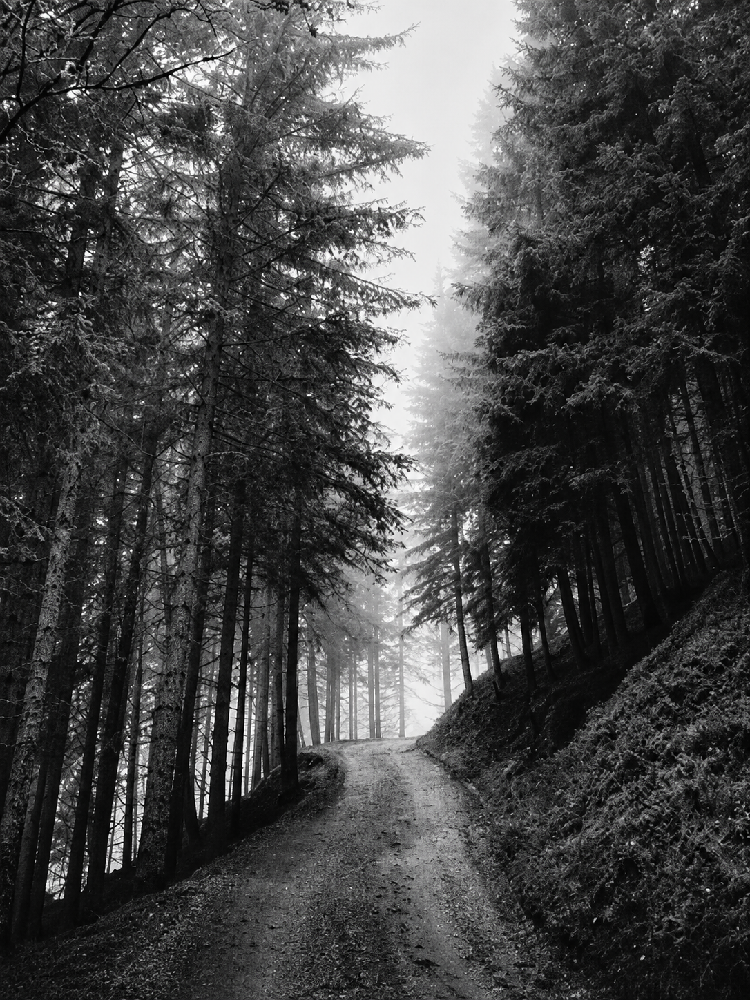Sendero en Blanco y Negro