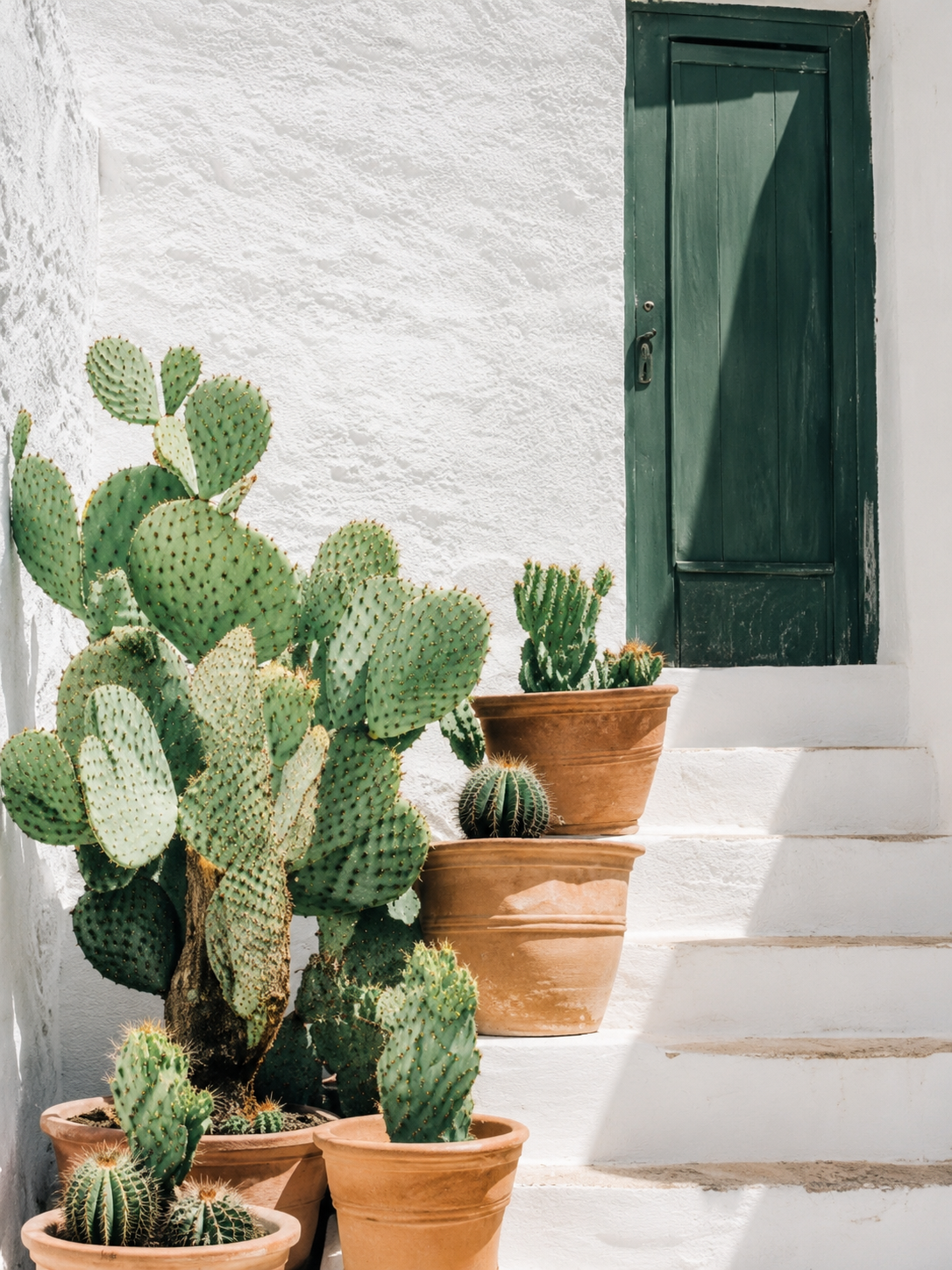 Cactus y Escalera