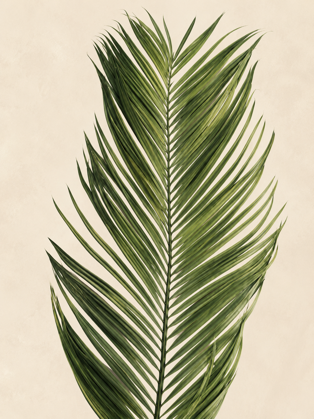 Palma Tropical