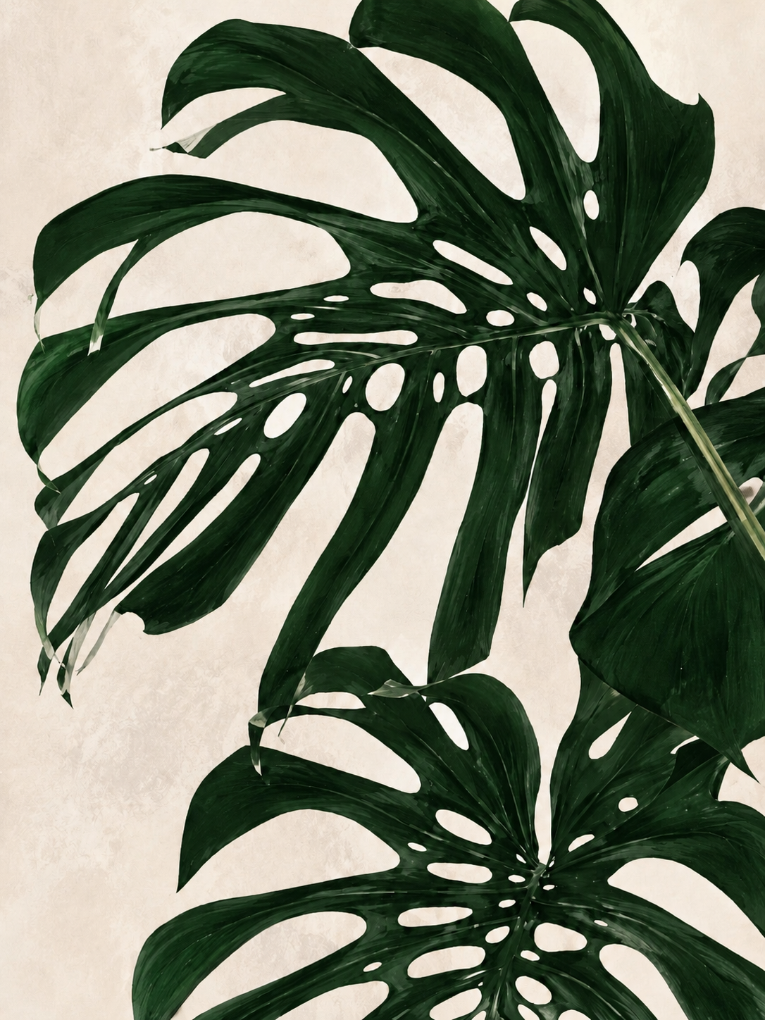 Monstera Doble