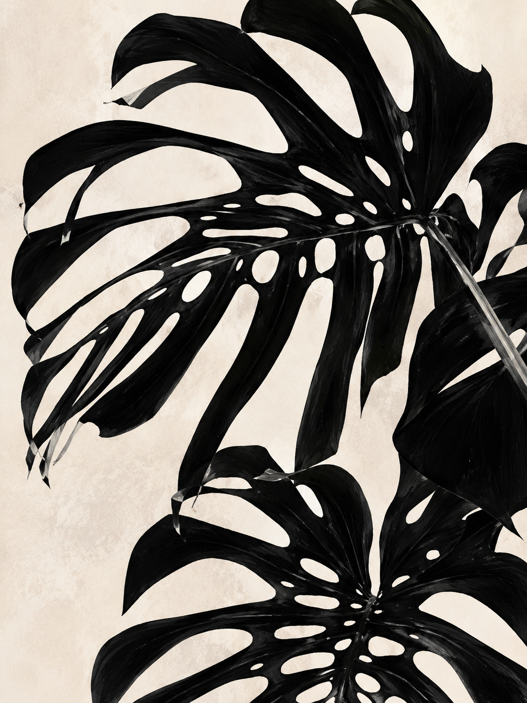 Monstera Negra