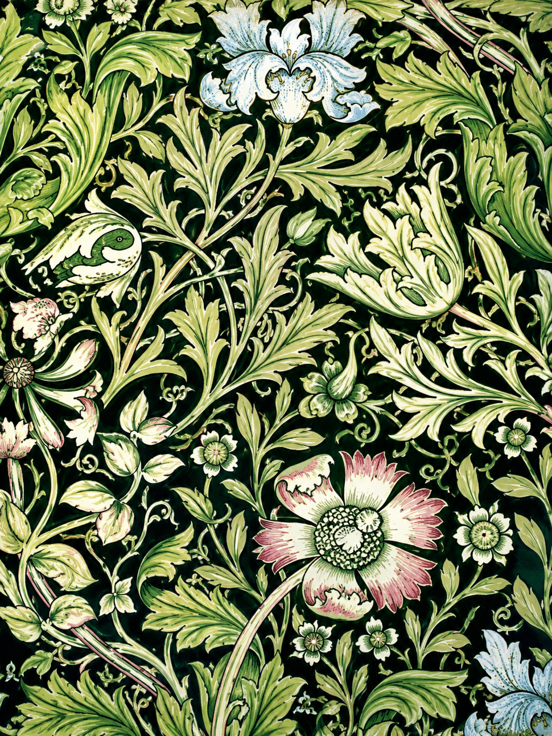 Morris Primavera