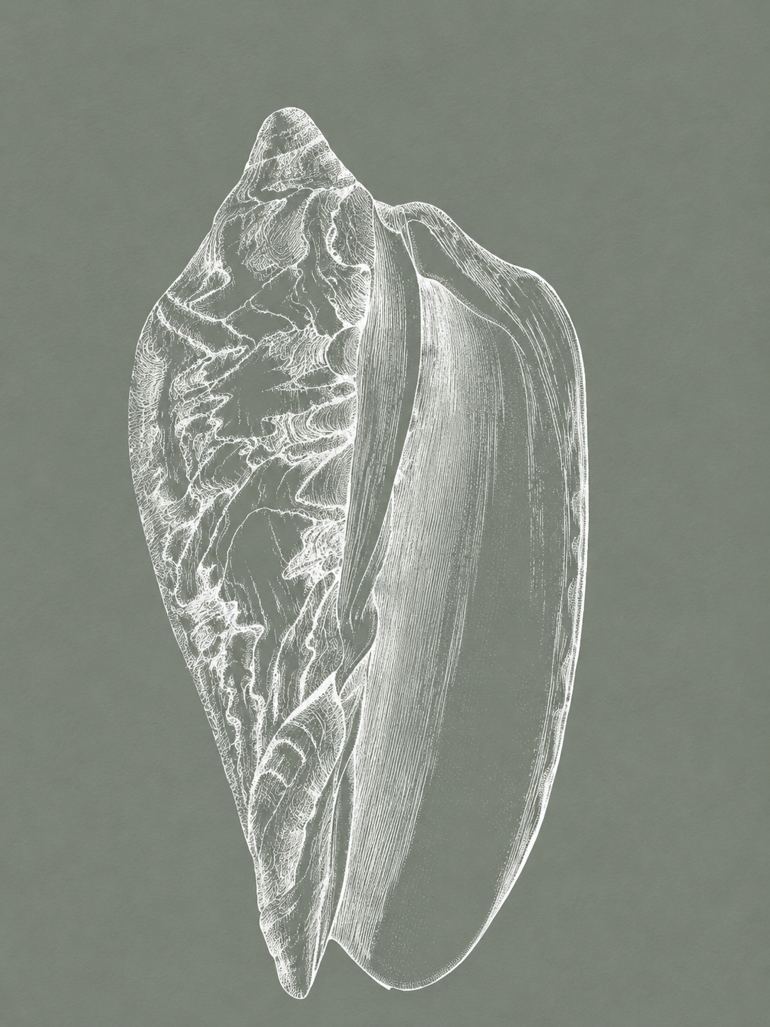 Caracol Marino