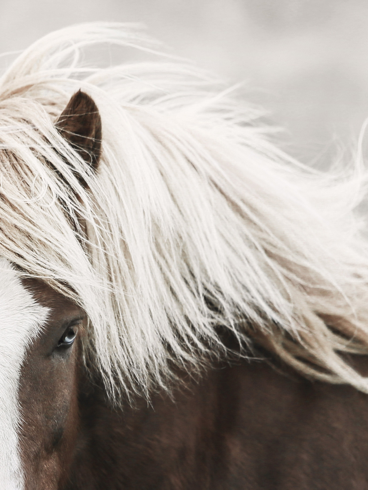 Caballo Blanco 2