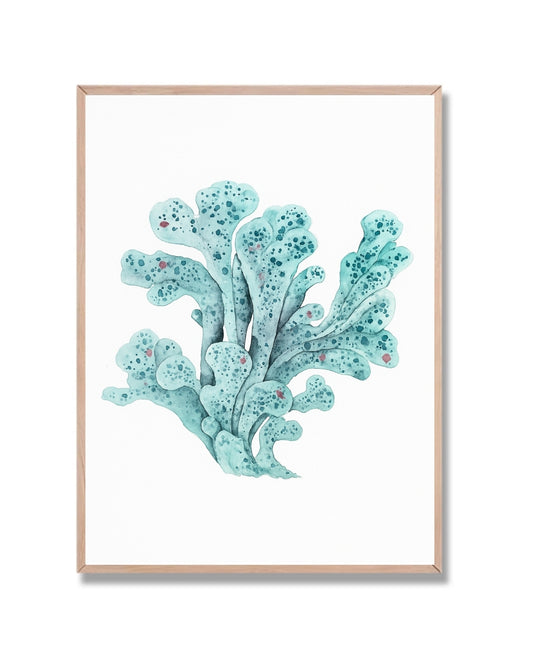 Coral marino #1
