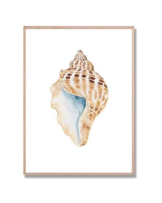 Caracol de mar estilo acuarela