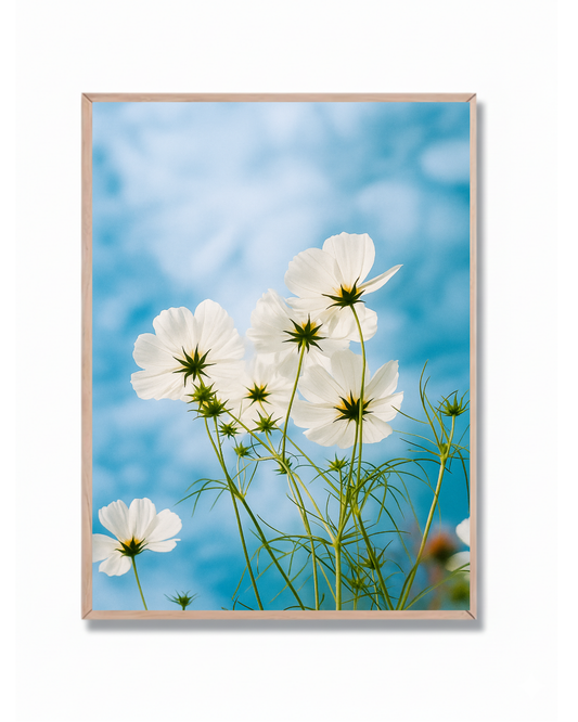 Flores de Primavera #1