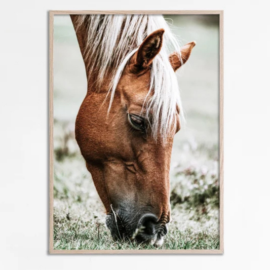 Individual Caballo en el Campo