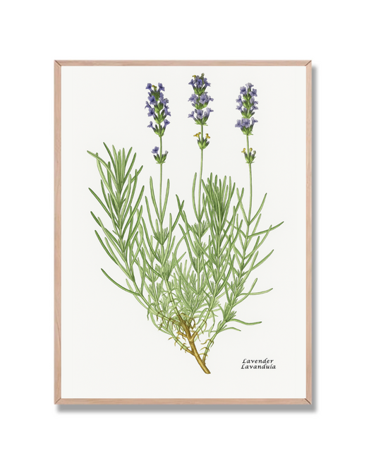 Planta Lavanda
