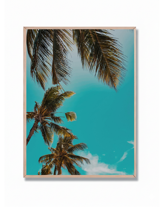 Palmera Cielo