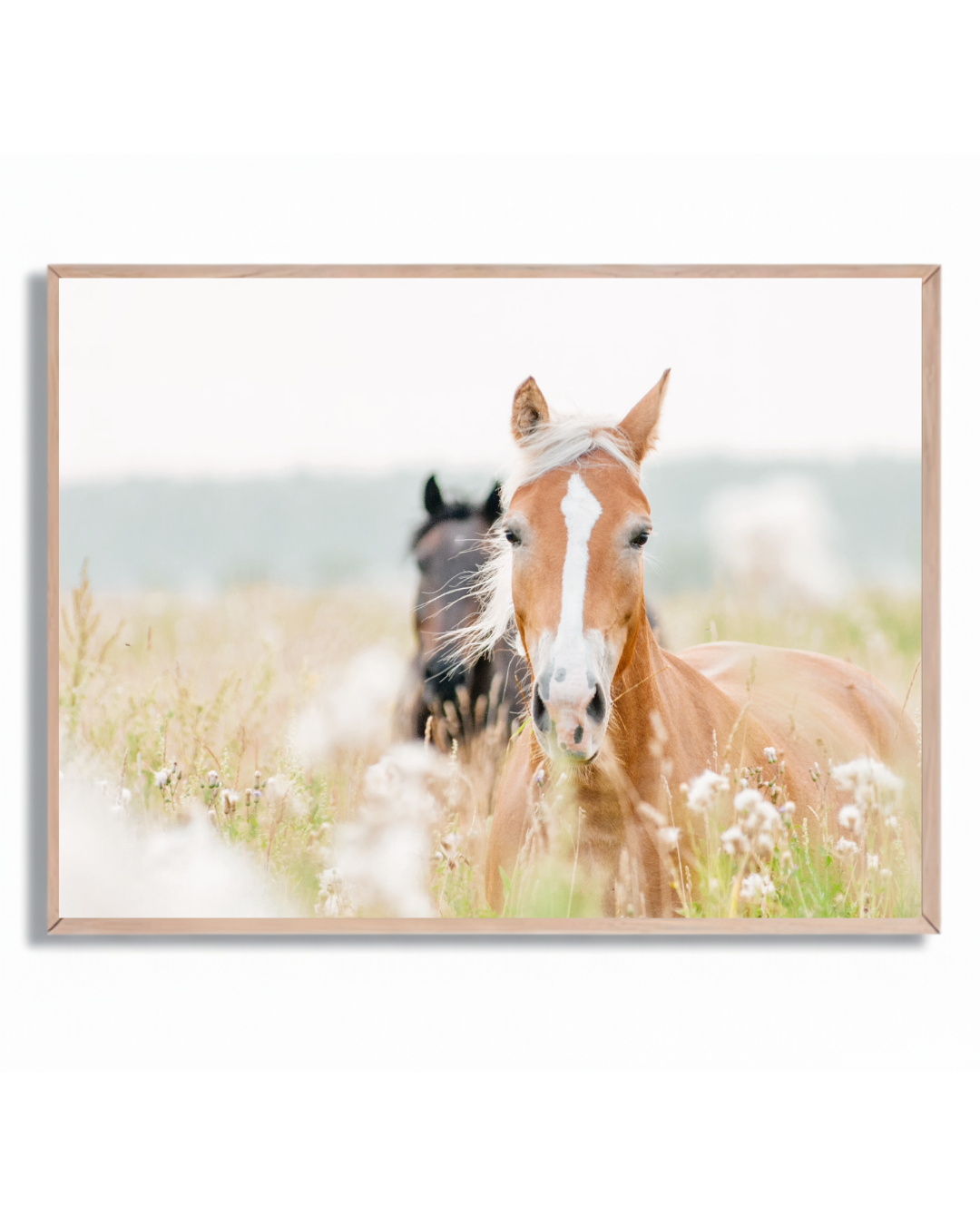 Caballo 11