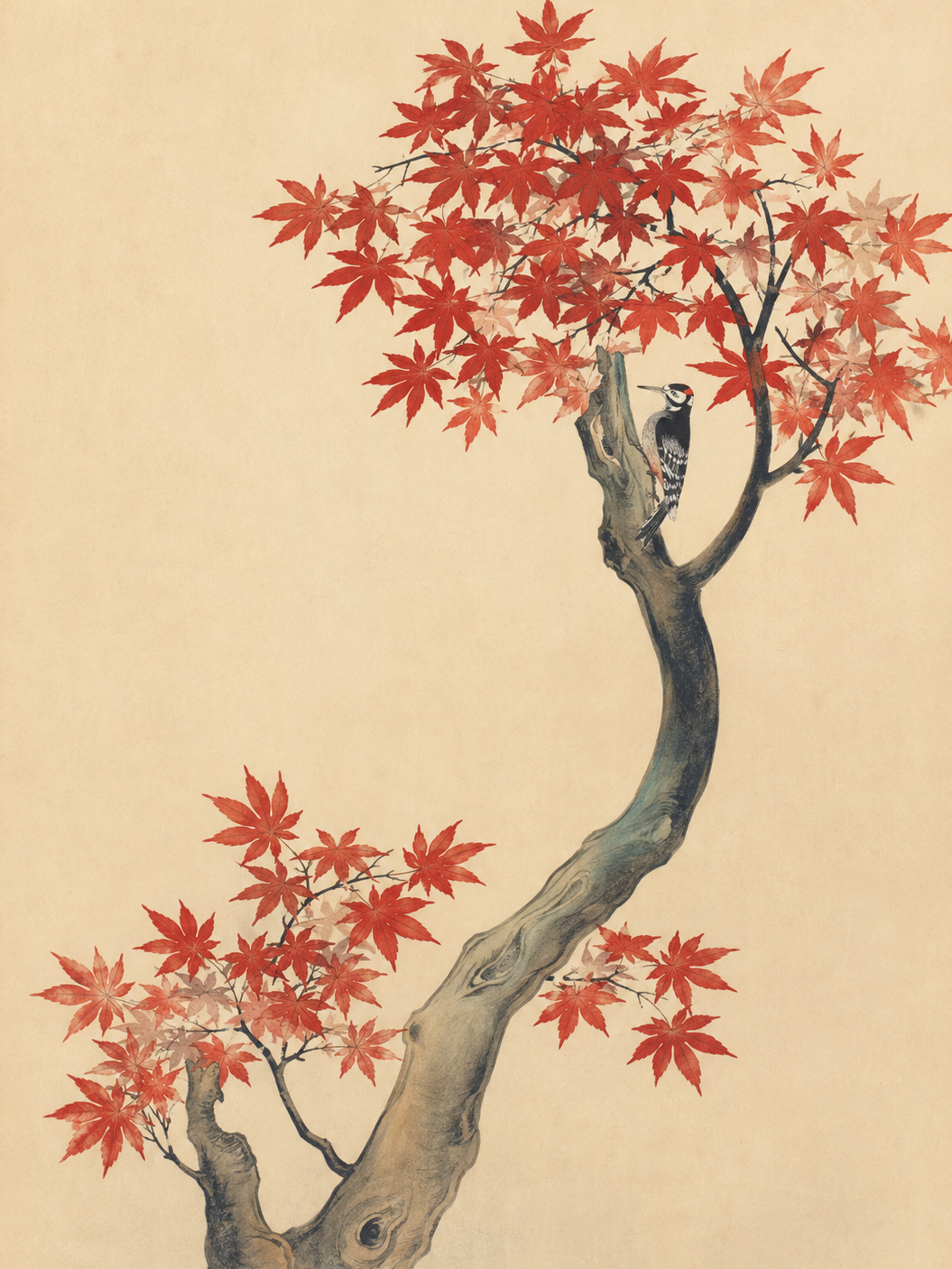 Arce Rojo Japonés