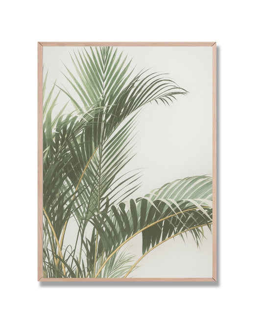 Palmera botánica