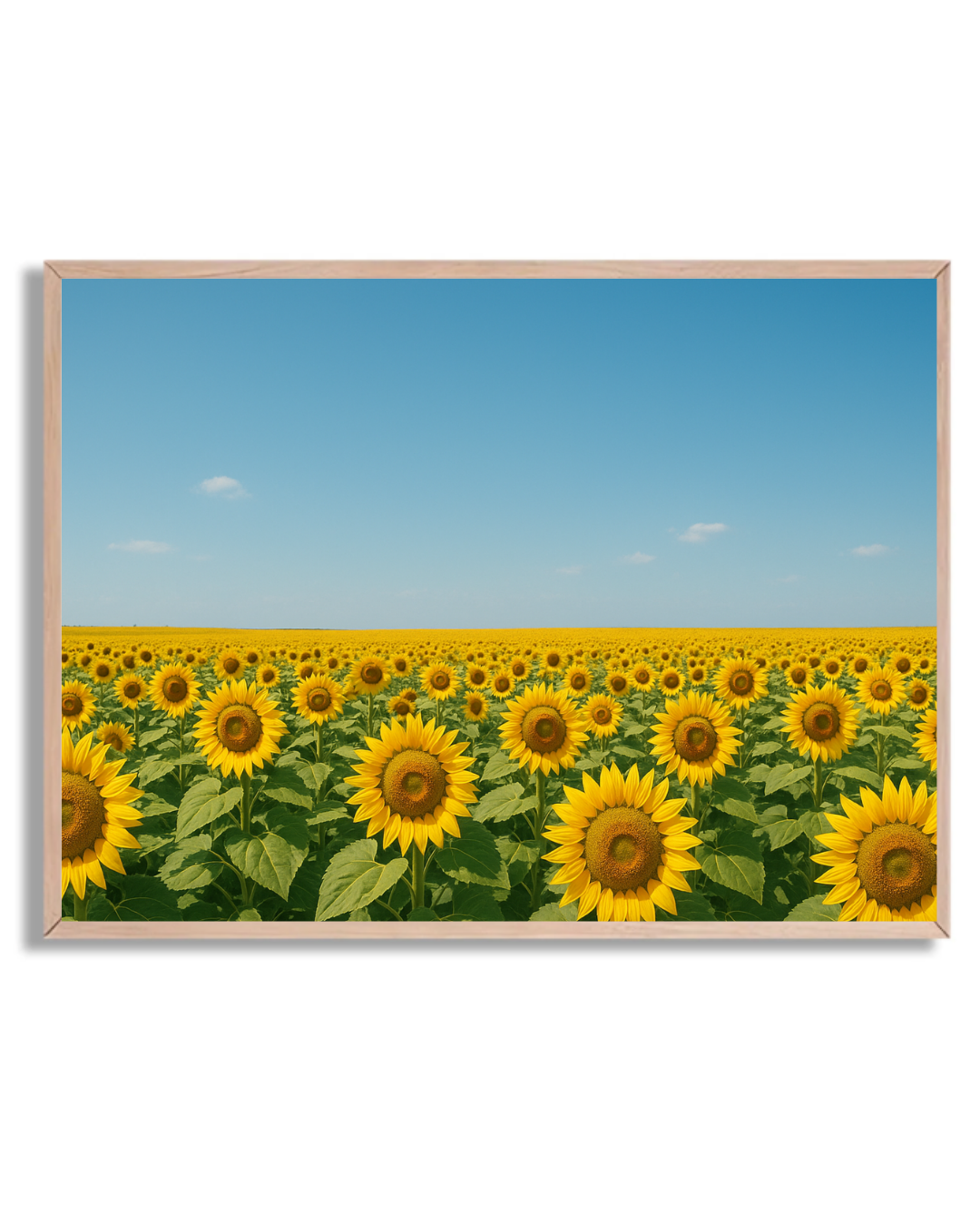 Campo de girasoles