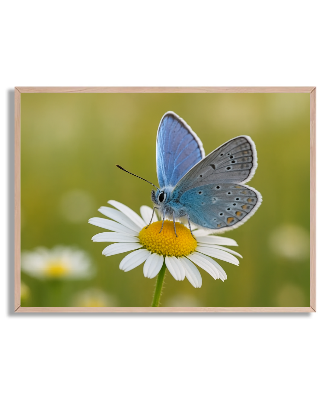 Mariposa en margarita