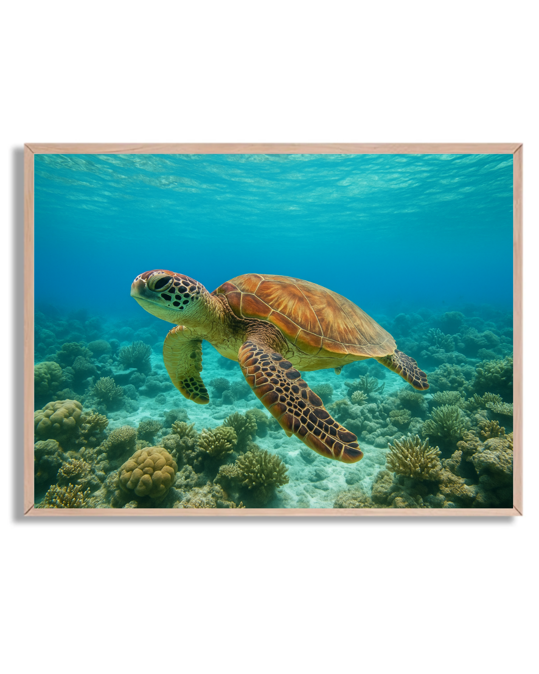 Tortuga nadando en el arrecife