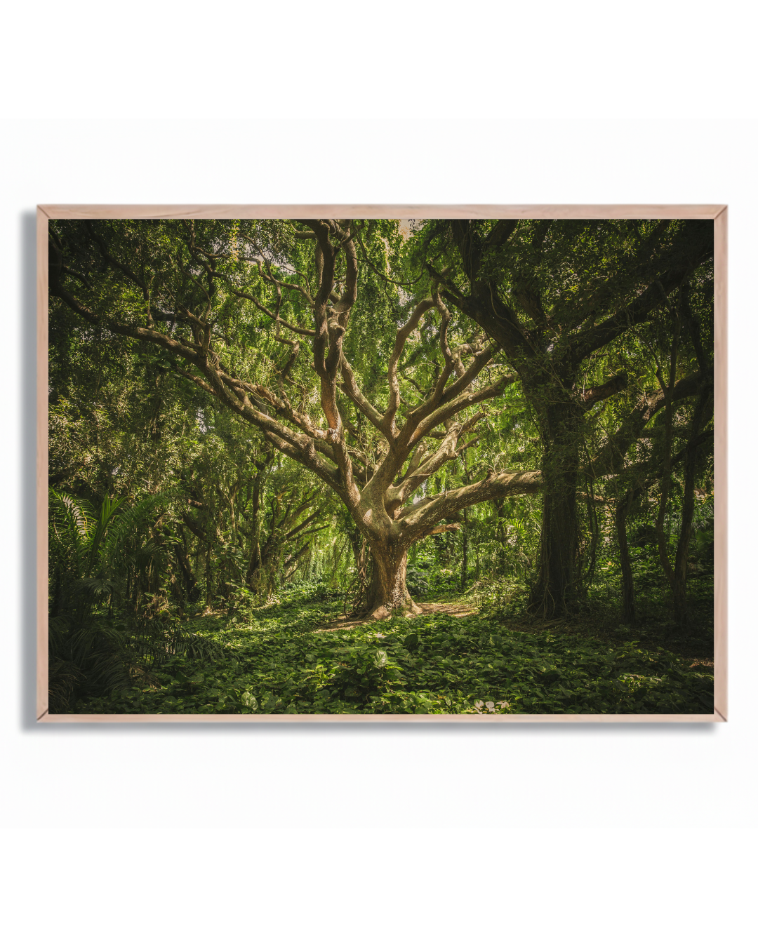 Árbol Gigante