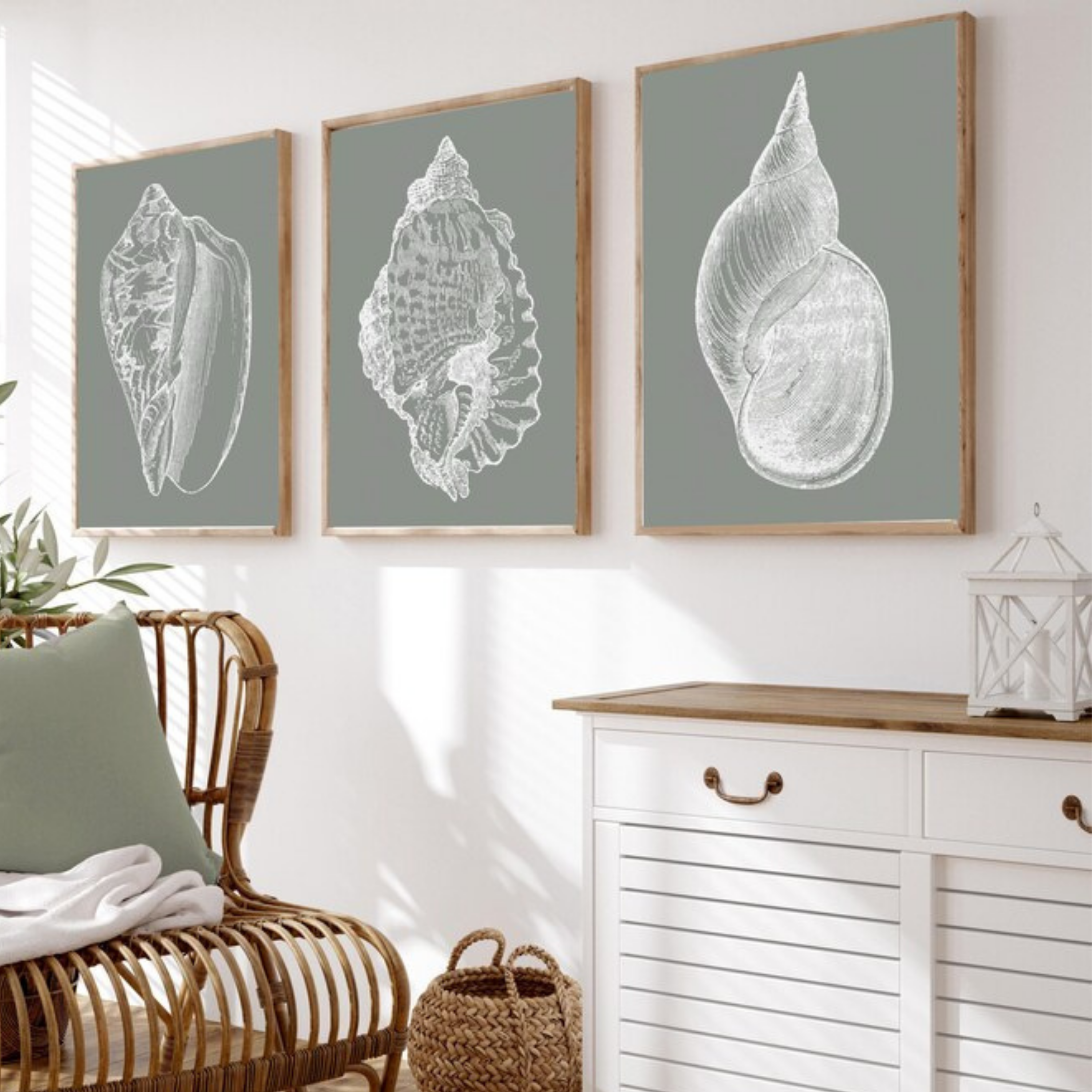 Set de 3 Conchas en Gris