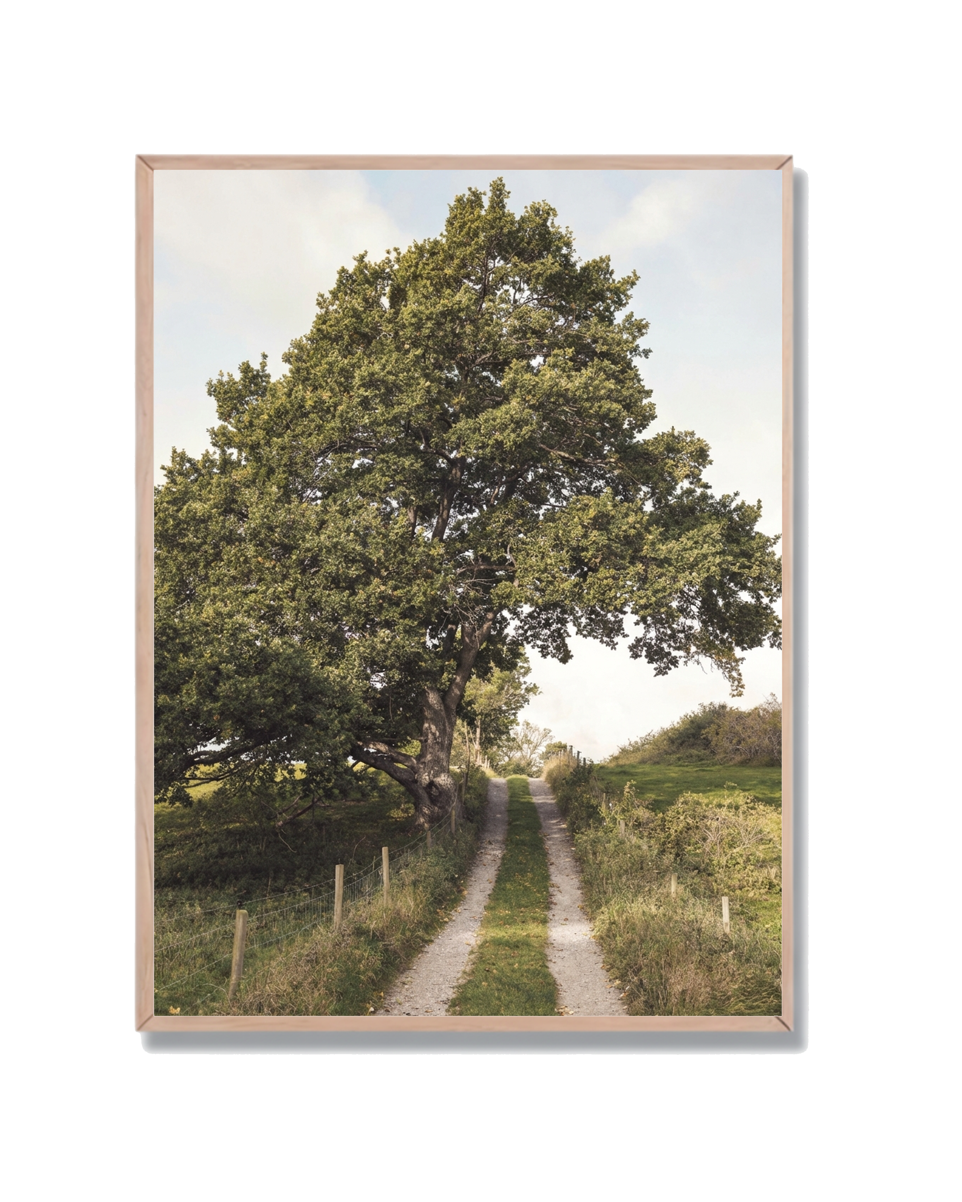 Árbol Camino Rural