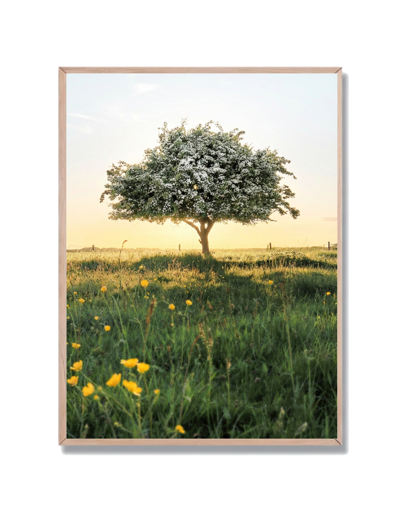 Árbol Flores Campo