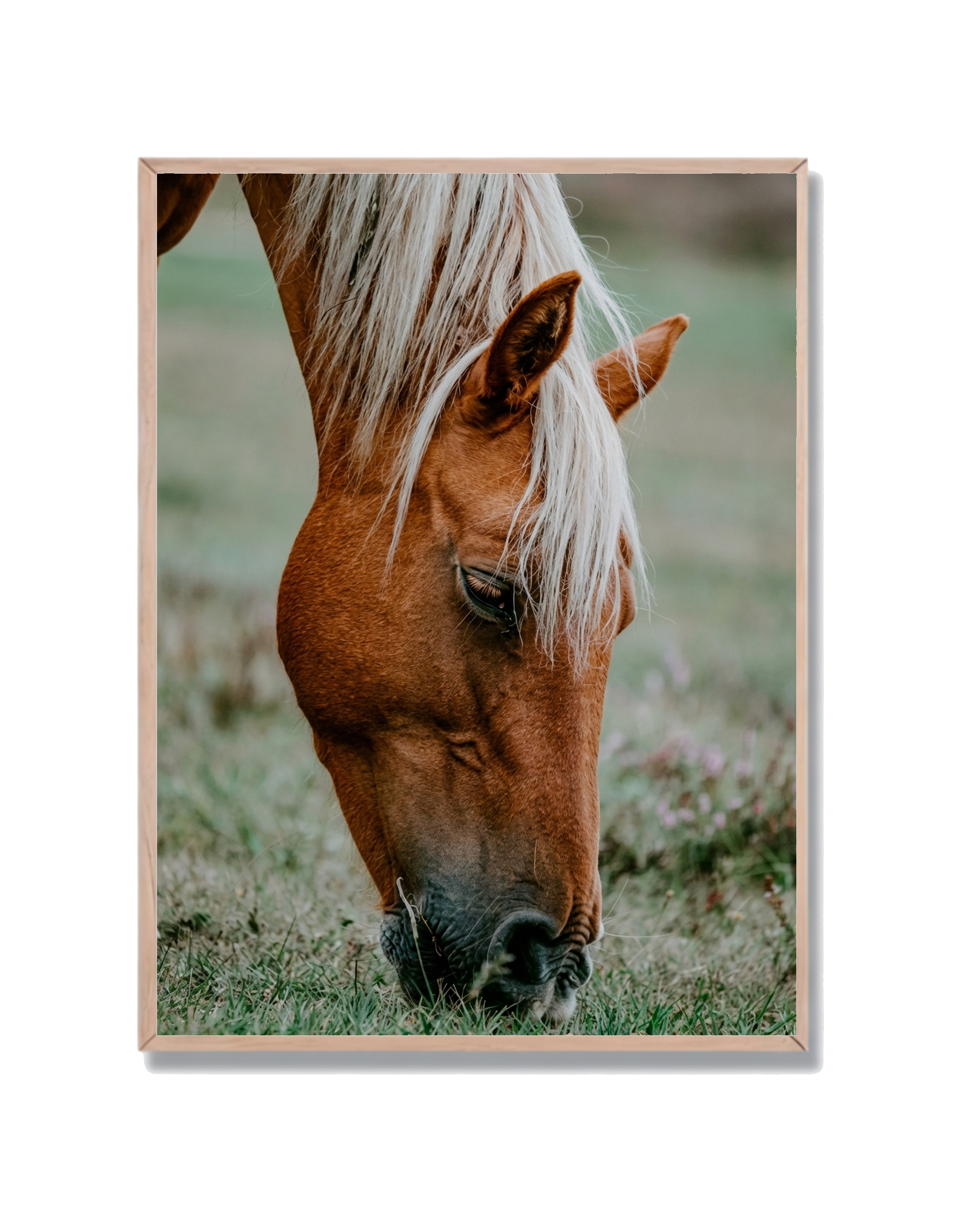 Caballo Pastando Campo