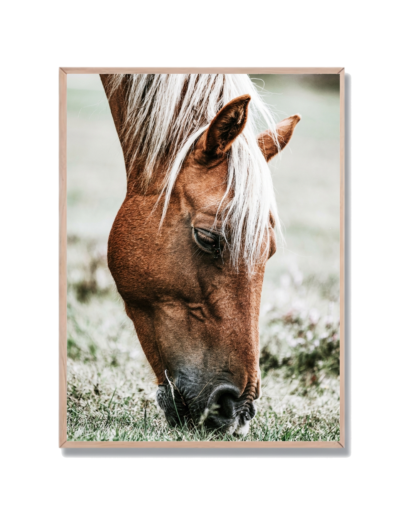 Caballo Pastando Campo #2