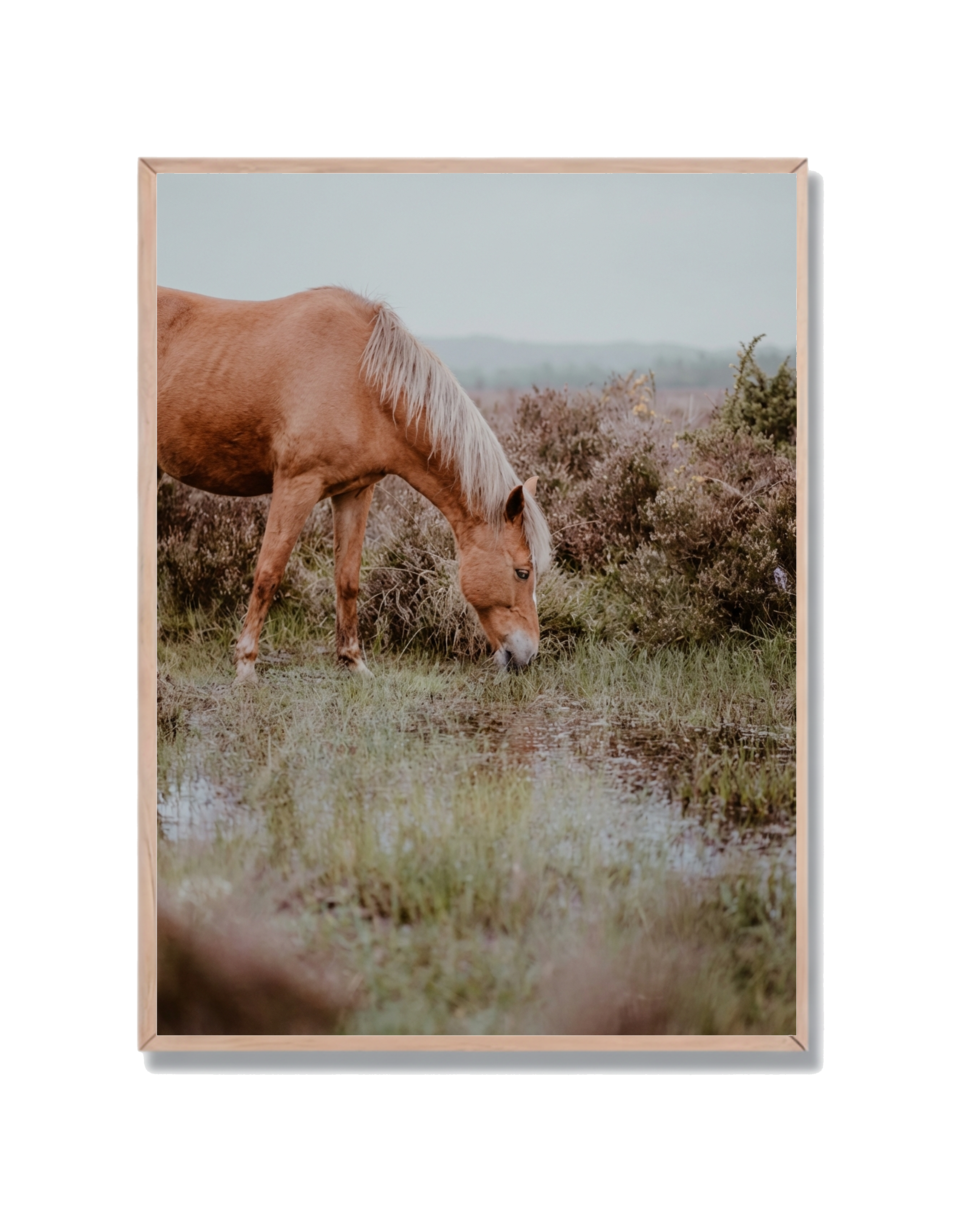 Caballo Pastando Prado