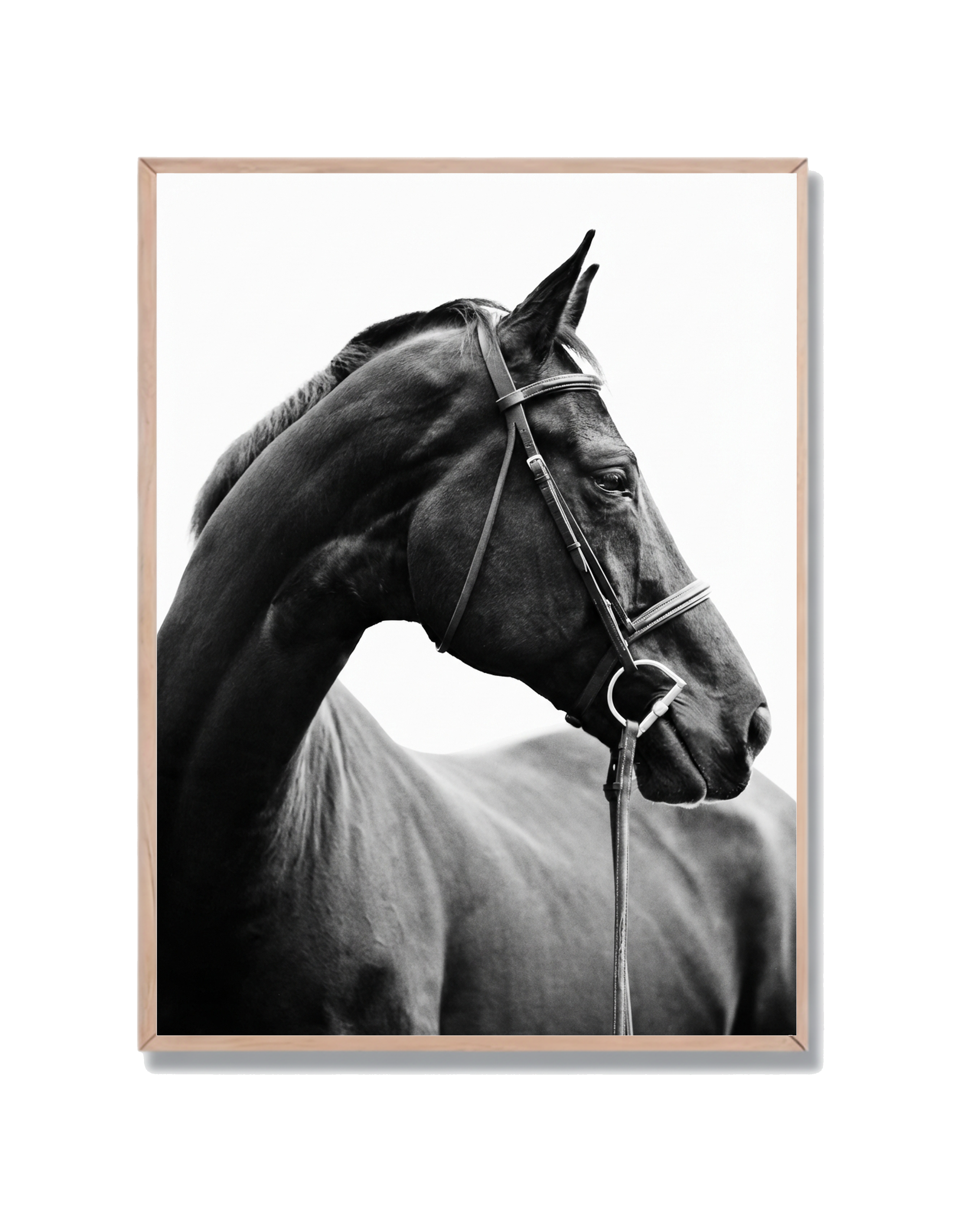 Caballo Retrato Elegante