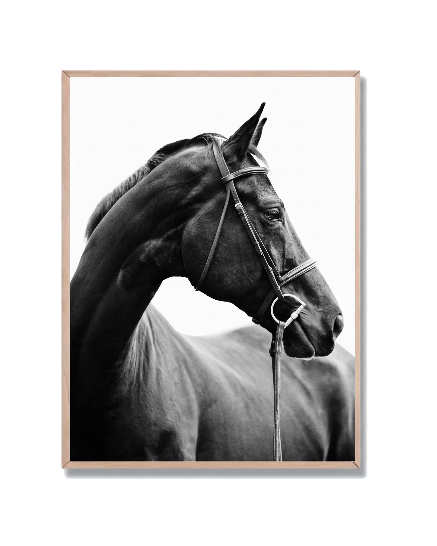 Caballo Retrato Elegante