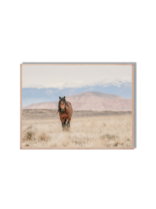 Caballo Salvaje Montaña