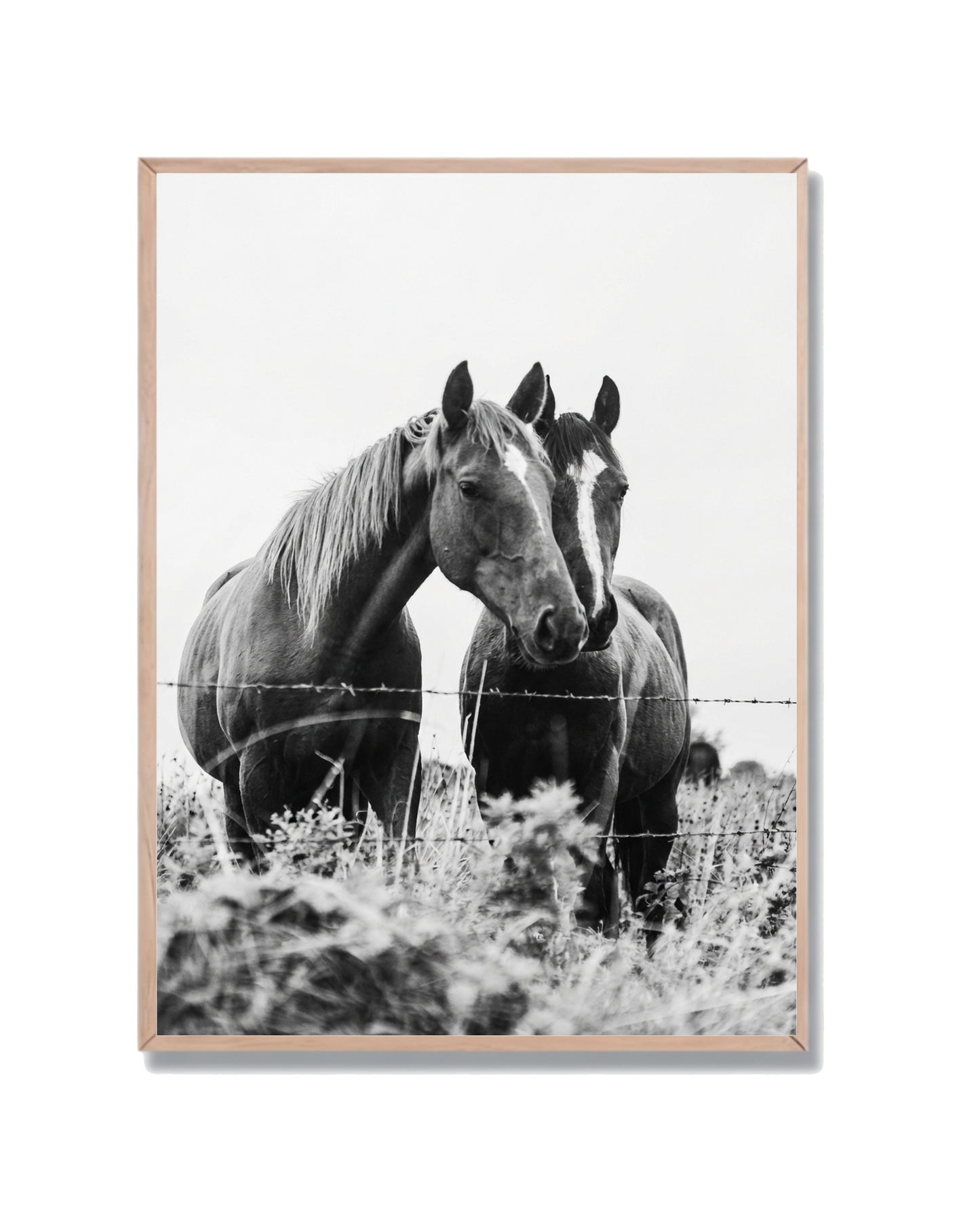 Caballos Campo Cercado