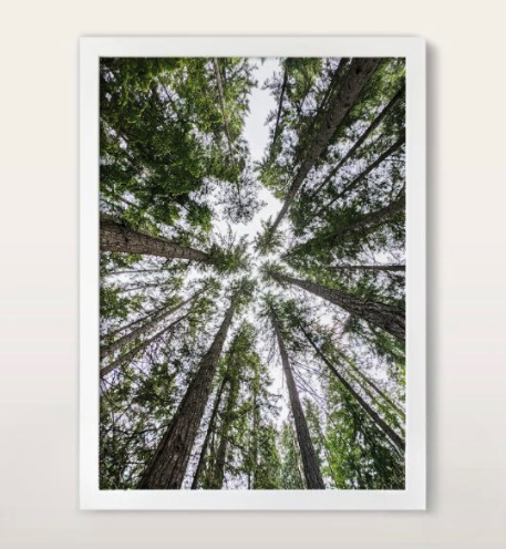 Bosque 10