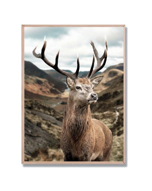 Ciervo Rojo Montaña