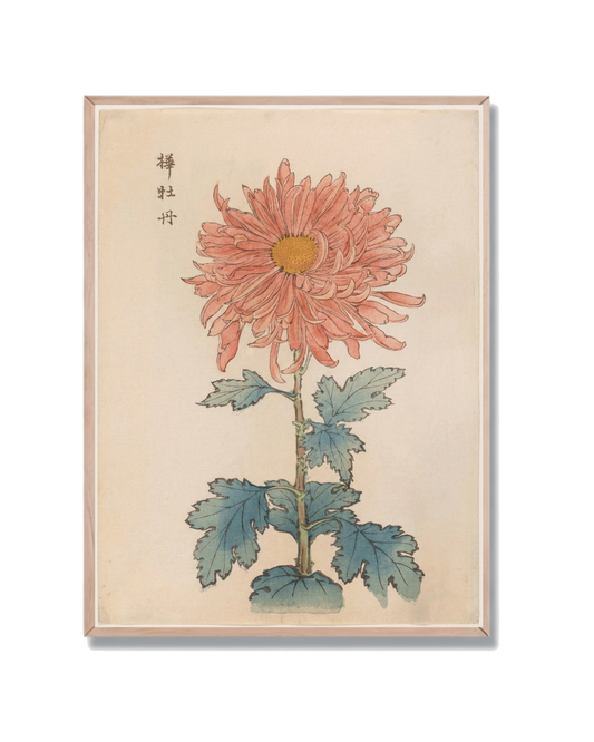 Crisantemo Japonés Botánico