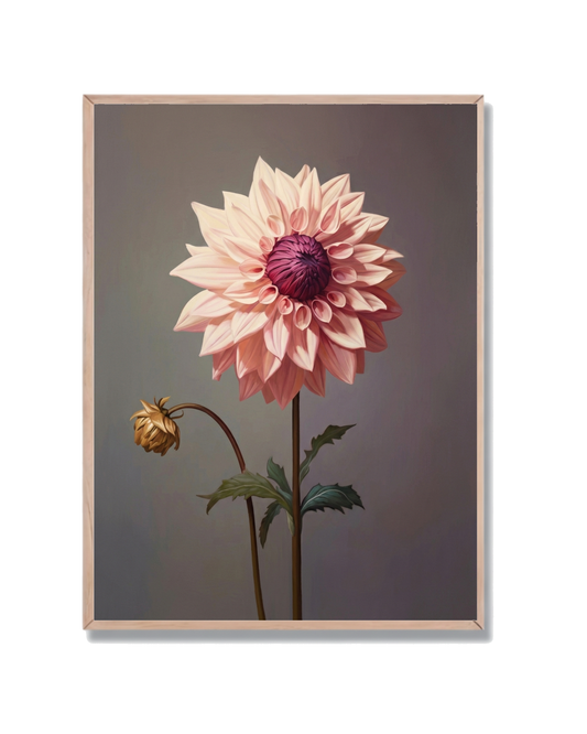 Dahlia Flor Botánica