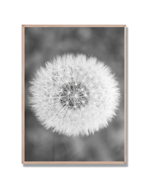 Diente León Semillas